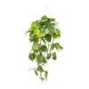 Philodendron Scandens Brasil - Sweetheart Plant -Indoor Plants Store Philodendron scandens Brasil Sweetheart Plant