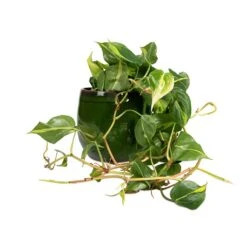 Charlotte Plant Pot - Green -Indoor Plants Store Philodendron scandens Brasil Sweetheart Plant 15x40cm Charlotte Plant Pot Green 23x20cm d7a76e0b a1cb 4161 b7a3 b25e57f95817