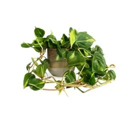 Philodendron Scandens Brasil - Sweetheart Plant -Indoor Plants Store Philodendron scandens Brasil Sweetheart Plant 15x40cm Issa Plant Pot Ochre 18x17cm
