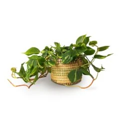 Philodendron Scandens Brasil - Sweetheart Plant -Indoor Plants Store Philodendron scandens Brasil Sweetheart Plant 15x40cm Jane Plant Baskets Set5 Jungle 3c512b2f 021b 446b be25 b4f07e34175a