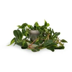 Philodendron Scandens Brasil - Sweetheart Plant -Indoor Plants Store Philodendron scandens Brasil Sweetheart Plant 15x40cm Tarra Plant Pot Forest 19x16cm