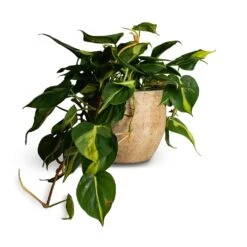 Philodendron Scandens Brasil - Sweetheart Plant -Indoor Plants Store Philodendron scandens Brasil Sweetheart Plant 17x30cm Emmy Plant Pot Camel 22x20cm 110b25b9 292b 4fc9 bf78 9bf71d2135ee