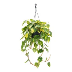 Philodendron Scandens Brasil - Sweetheart Plant -Indoor Plants Store Philodendron scandens Brasil Sweetheart Plant 28cm
