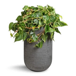 Philodendron Scandens Brasil - Sweetheart Plant -Indoor Plants Store Philodendron scandens Brasil Sweetheart Plant 28x50cm Cody Plant Vase Ridged Dark Grey 35x55cm c342e66f b220 4bf0 837e 443b40b649fc