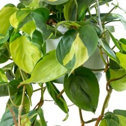 Philodendron Scandens Brasil - Sweetheart Plant -Indoor Plants Store Philodendron scandens Brasil Sweetheart Plant Leaves