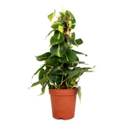 Philodendron Scandens Brasil - Sweetheart Plant - Moss Pole 14 Philodendron Scandens Brasil - Sweetheart Plant - Moss Pole -Indoor Plants Store Philodendron scandens Brasil Sweetheart Plant Moss Pole 15cm