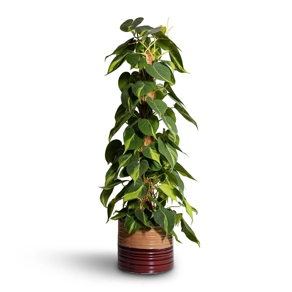 Philodendron Scandens Brasil - Sweetheart Plant - Moss Pole 3 Philodendron Scandens Brasil - Sweetheart Plant - Moss Pole
