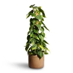 Philodendron Scandens Brasil - Sweetheart Plant - Moss Pole 18 Philodendron Scandens Brasil - Sweetheart Plant - Moss Pole -Indoor Plants Store Philodendron scandens Brasil Sweetheart Plant Moss Pole 17x80cm Jordy Plant Pot Pebble 23x21cm 2
