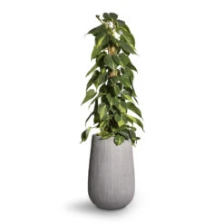 Philodendron Scandens Brasil - Sweetheart Plant - Moss Pole 17 Philodendron Scandens Brasil - Sweetheart Plant - Moss Pole -Indoor Plants Store Philodendron scandens Brasil Sweetheart Plant Moss Pole 17x80cm Patt High Plant Vase Ridged Cement 29x43cm 2