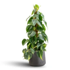 Philodendron Scandens Brasil - Sweetheart Plant - Moss Pole 16 Philodendron Scandens Brasil - Sweetheart Plant - Moss Pole -Indoor Plants Store Philodendron scandens Brasil Sweetheart Plant Moss Pole 17x80cm Patt Plant Pot Black Washed 23x20cm