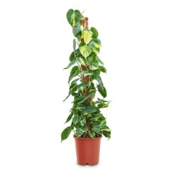 Philodendron Scandens Brasil - Sweetheart Plant - Moss Pole 15 Philodendron Scandens Brasil - Sweetheart Plant - Moss Pole -Indoor Plants Store Philodendron scandens Brasil Sweetheart Plant Moss Pole 24cm