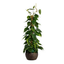 Philodendron Scandens Brasil - Sweetheart Plant - Moss Pole 20 Philodendron Scandens Brasil - Sweetheart Plant - Moss Pole -Indoor Plants Store Philodendron scandens Brasil Sweetheart Plant Moss Pole Lindy Plant Pot Black Green