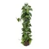 Philodendron Scandens - Column - HydroCare -Indoor Plants Store Philodendron scandens Column Hydroculture Indoor Plant
