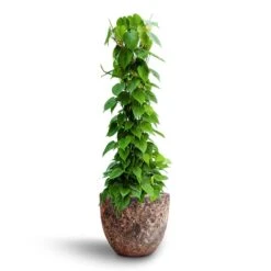 Philodendron Scandens - Column - HydroCare -Indoor Plants Store Philodendron scandens Column Hydroculture Lava Couple Relic Planter Pink