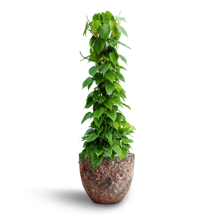 Lava Couple Relic Planter - Pink 10 Lava Couple Relic Planter - Pink - Image 8