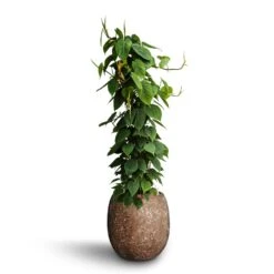 Polystone Coated Plain Balloon Planter - Rock 18 Polystone Coated Plain Balloon Planter - Rock -Indoor Plants Store Philodendron scandens Column Hydroculture Polystone Coated Plain Balloon Planter Rock cb5be037 7a70 46b9 ad28 b30a6a8246cb