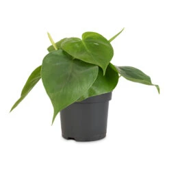 Philodendron Scandens - Sweetheart Plant -Indoor Plants Store Philodendron scandens Sweetheart Plant 12x20cm 1