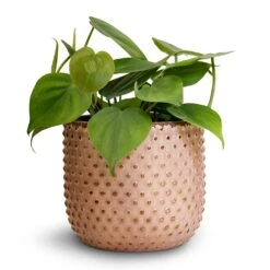 Philodendron Scandens - Sweetheart Plant -Indoor Plants Store Philodendron scandens Sweetheart Plant 12x20cm Bolino Plant Pot Pale Rose 14x13cm 3