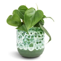 Philodendron Scandens - Sweetheart Plant -Indoor Plants Store Philodendron scandens Sweetheart Plant 12x20cm Ocean Glaze Plant Pot Emerald 13x13cm