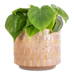 Philodendron Scandens - Sweetheart Plant -Indoor Plants Store Philodendron scandens Sweetheart Plant 12x20cm Stian Plant Pot Soft Nougat 16x15cm