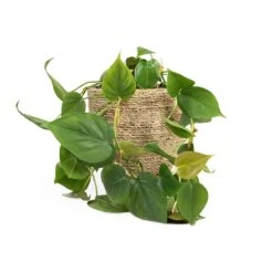 Philodendron Scandens - Sweetheart Plant -Indoor Plants Store Philodendron scandens Sweetheart Plant 15x30cm Cody Plant Pot Straw Grass 22x20cm b76481fa fd97 43c1 8ae9 c16bbbe9ce01