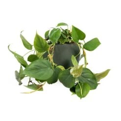 Philodendron Scandens - Sweetheart Plant -Indoor Plants Store Philodendron scandens Sweetheart Plant 15x30cm Coral Refined Planter Pine Green 18x15cm