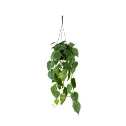 Philodendron Scandens - Sweetheart Plant -Indoor Plants Store Philodendron scandens Sweetheart Plant 17x30cm