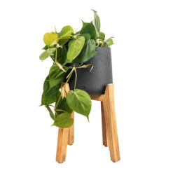 Patt Plant Pot - Tall Stand - Black Washed 14 Patt Plant Pot - Tall Stand - Black Washed -Indoor Plants Store Philodendron scandens Sweetheart Plant 17x30cm Patt Plant Pot Tall Stand Black Washed 30x43cm