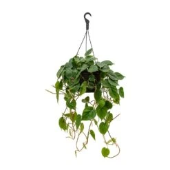 Philodendron Scandens - Sweetheart Plant -Indoor Plants Store Philodendron scandens Sweetheart Plant 28x50cm