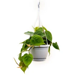 Philodendron Scandens - Sweetheart Plant -Indoor Plants Store Philodendron scandens Sweetheart Plant 40cm