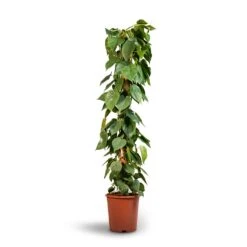 Philodendron Scandens - Sweetheart Plant - Moss Pole -Indoor Plants Store Philodendron scandens Sweetheart Plant Moss Pole 27x150cm