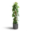 Philodendron Scandens - Sweetheart Plant - Moss Pole -Indoor Plants Store Philodendron scandens Sweetheart Plant Moss Pole 27x150cm Charlie Plant Pot Black Washed 32x31cm 7