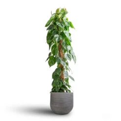 Cody Plant Pot - Ridged Dark Grey 31 Cody Plant Pot - Ridged Dark Grey -Indoor Plants Store Philodendron scandens Sweetheart Plant Moss Pole 27x150cm Cody Plant Pot Ridged Dark Grey 35x31cm 7 e531d44a ca20 4430 9526 e7e5d536c85a