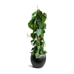 Philodendron Scandens - Sweetheart Plant - Moss Pole -Indoor Plants Store Philodendron scandens Sweetheart Plant Moss Pole Cresta Plant Pot Matt Black ad045daa a207 420b b267 b77b40964c4c