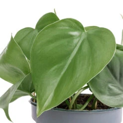 Philodendron Scandens - Sweetheart Plant -Indoor Plants Store Philodendron scandens Sweetheart Plant SWATCH