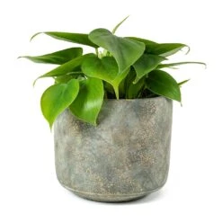 Philodendron Scandens - Sweetheart Plant -Indoor Plants Store Philodendron scandens Sweetheart Plant Saar Plant Pot Earth Cement