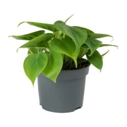 Philodendron Scandens - Sweetheart Plant -Indoor Plants Store Philodendron scandens Sweetheart Plant Small