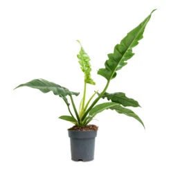 Philodendron Selloum Narrow - Tiger Tooth -Indoor Plants Store Philodendron selloum Narrow Tiger Tooth 14x30cm