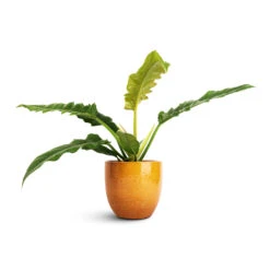 Jolin Plant Pot - Ochre -Indoor Plants Store Philodendron selloum Narrow Tiger Tooth 14x30cm Jolin Plant Pot Ochre 16x14cm 9fb288a6 e3cc 4a1c 995c 51c82f14c94e