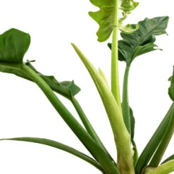 Philodendron Selloum Narrow - Tiger Tooth -Indoor Plants Store Philodendron selloum Narrow Tiger Tooth SWATCH 3