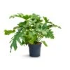 Philodendron Selloum - Tree Philodendron 2 Philodendron Selloum - Tree Philodendron -Indoor Plants Store Philodendron selloum Tree Philodendron 30x120cm