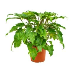 Philodendron Winterbourn - Xanadu Philodendron -Indoor Plants Store Philodendron xanadu 19x55cm