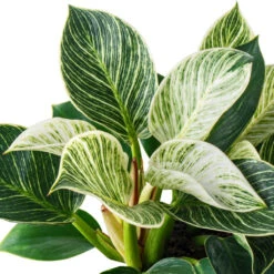 Philodendron Birkin - White Wave 26 Philodendron Birkin - White Wave -Indoor Plants Store PhilodendronBirkin WhiteWave 2