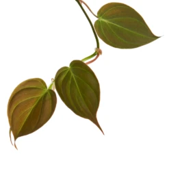 Philodendron Micans - Velvet Leaf Philodendron -Indoor Plants Store Philodendron Micans 1