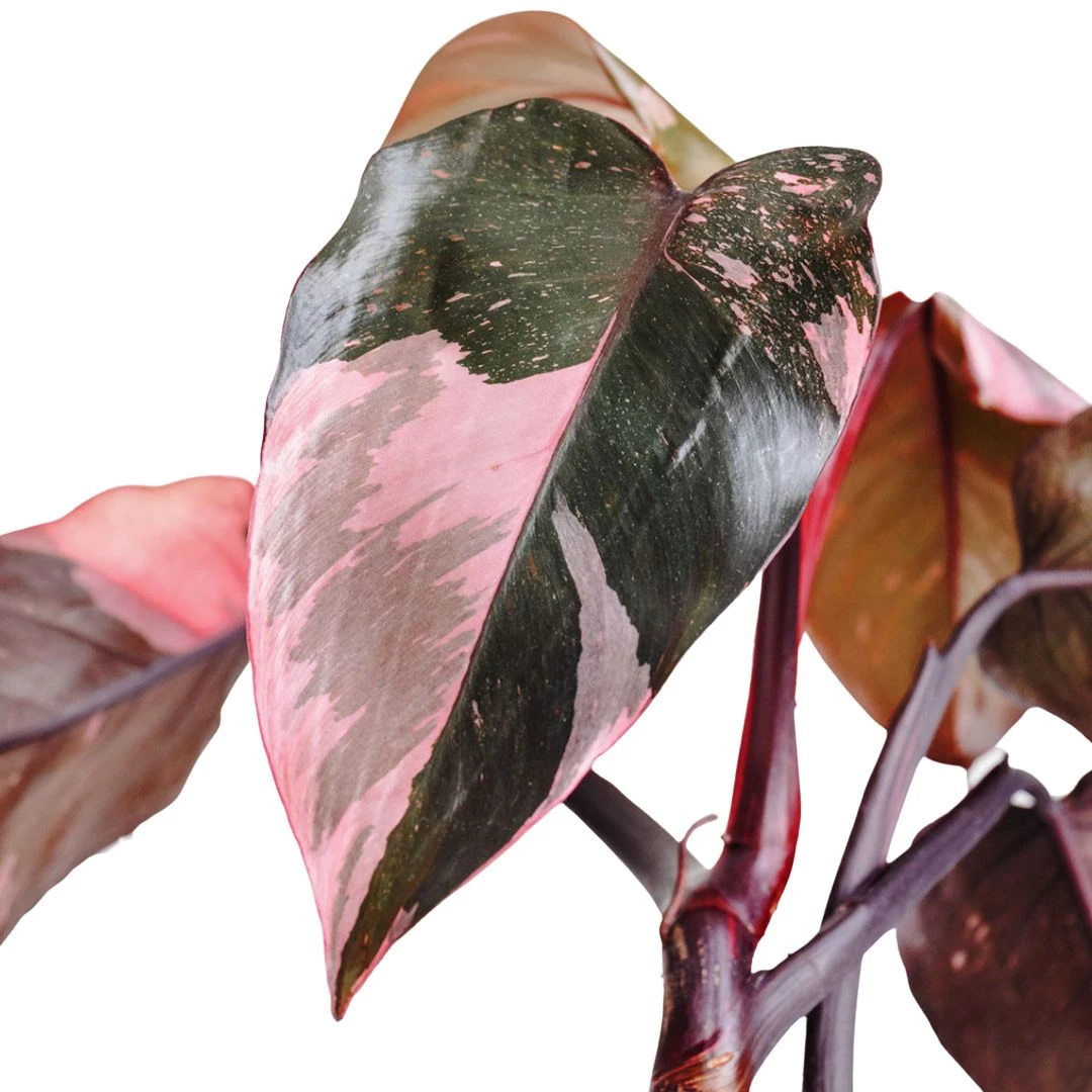 Philodendron Erubescens Pink Princess 4 Philodendron Erubescens Pink Princess - Image 2