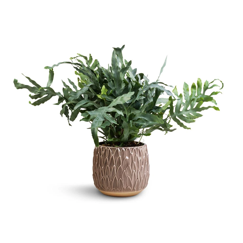 Arles Leaf Plant Pot - Mocha 6 Arles Leaf Plant Pot - Mocha - Image 4
