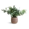 Phlebodium Blue Star - Blue Star Fern -Indoor Plants Store Phlebodium Blue Star Blue Star Fern 17x50cm Arles Leaf Plant Pot Mocha 20x20cm 0038cc6f a985 4edc b30a ed001097123d
