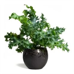 Kae Plant Pot - Mocha -Indoor Plants Store Phlebodium Blue Star Blue Star Fern 17x50cm Kae Plant Pot Mocha 17x13cm 09a89c50 f294 412f 8e70 66a5c0c2940d