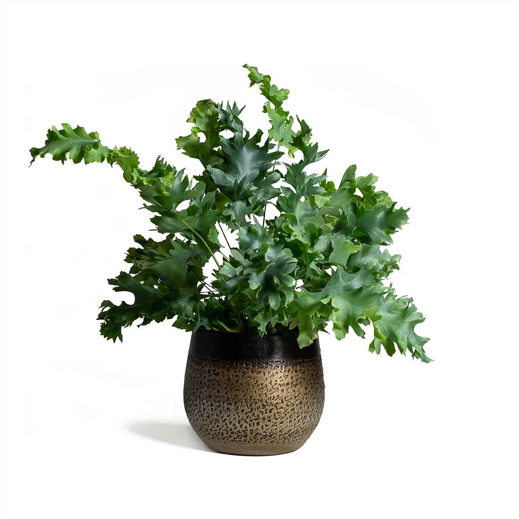 Mya Plant Pot - Deep Champagne 16 Mya Plant Pot - Deep Champagne - Image 14