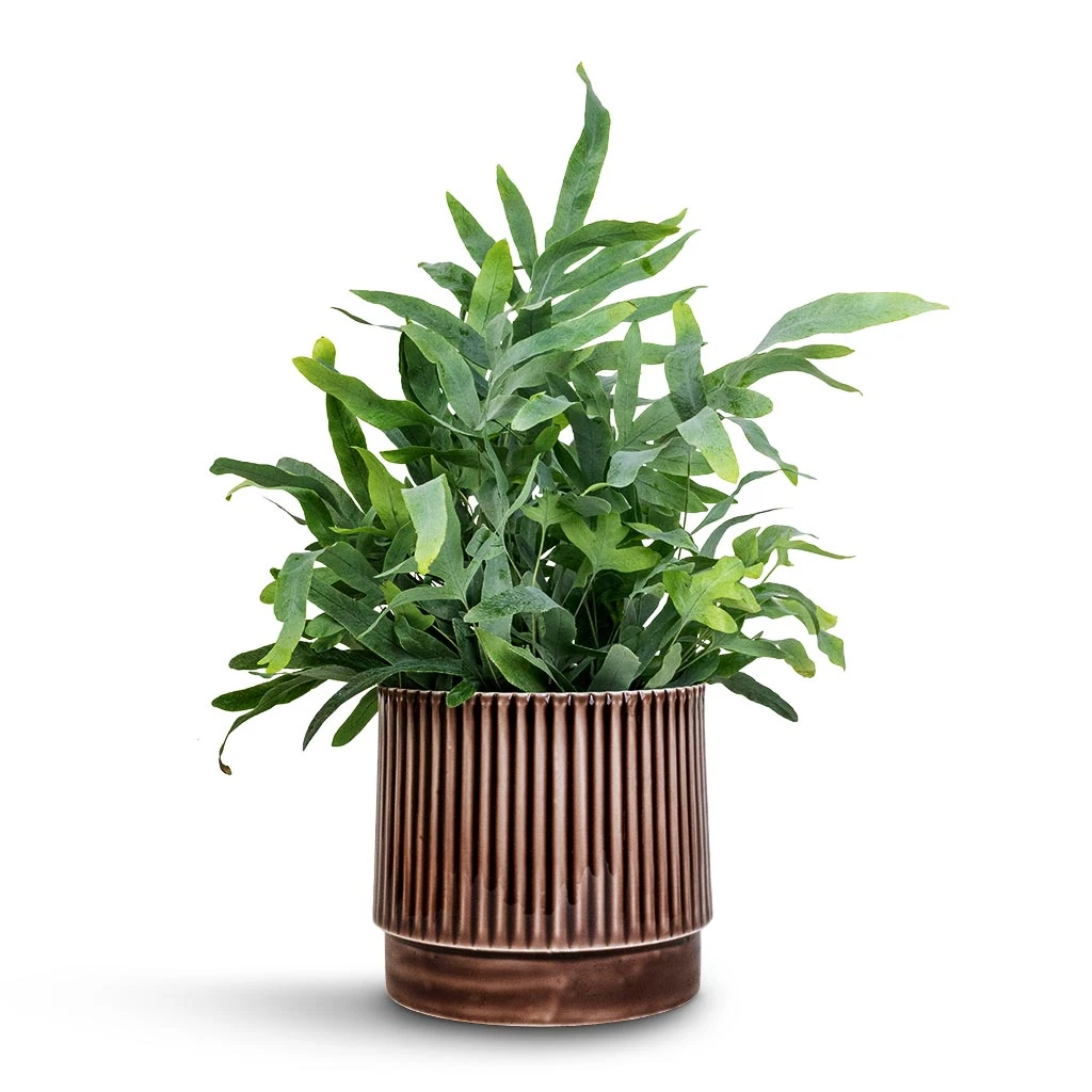 Nella Plant Pot - Coffee 11 Nella Plant Pot - Coffee - Image 9